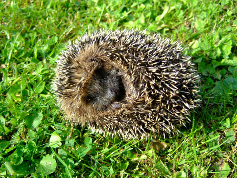 Igel eingerollt auf Rasen