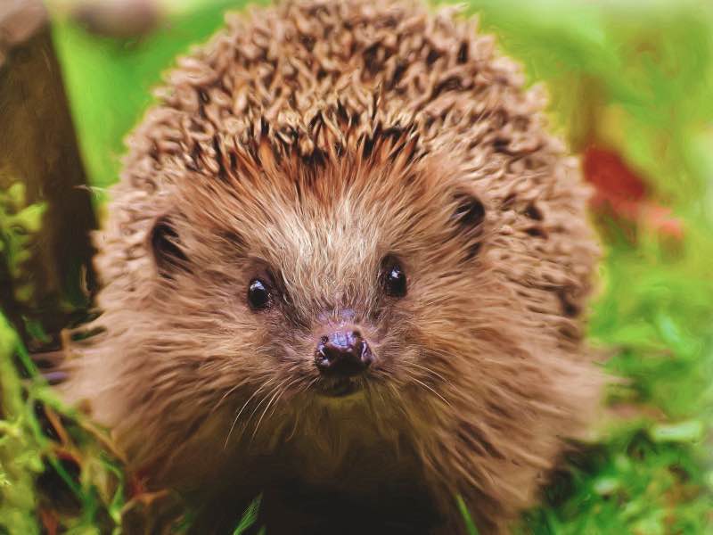 Mähroboter und Igel: So bleiben beide sicher in Deinem Garten