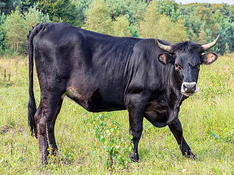 Sternzeichen stier auf einem feld