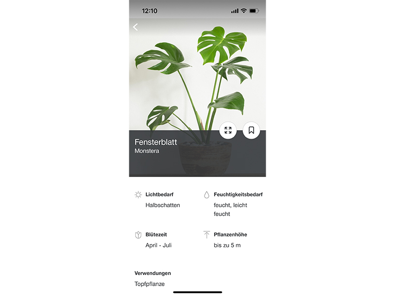 Die Informationen der Monstera